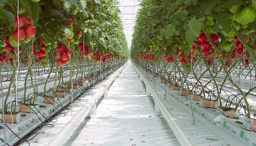 tomatoes greenhouse