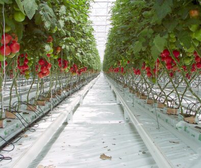 tomatoes greenhouse