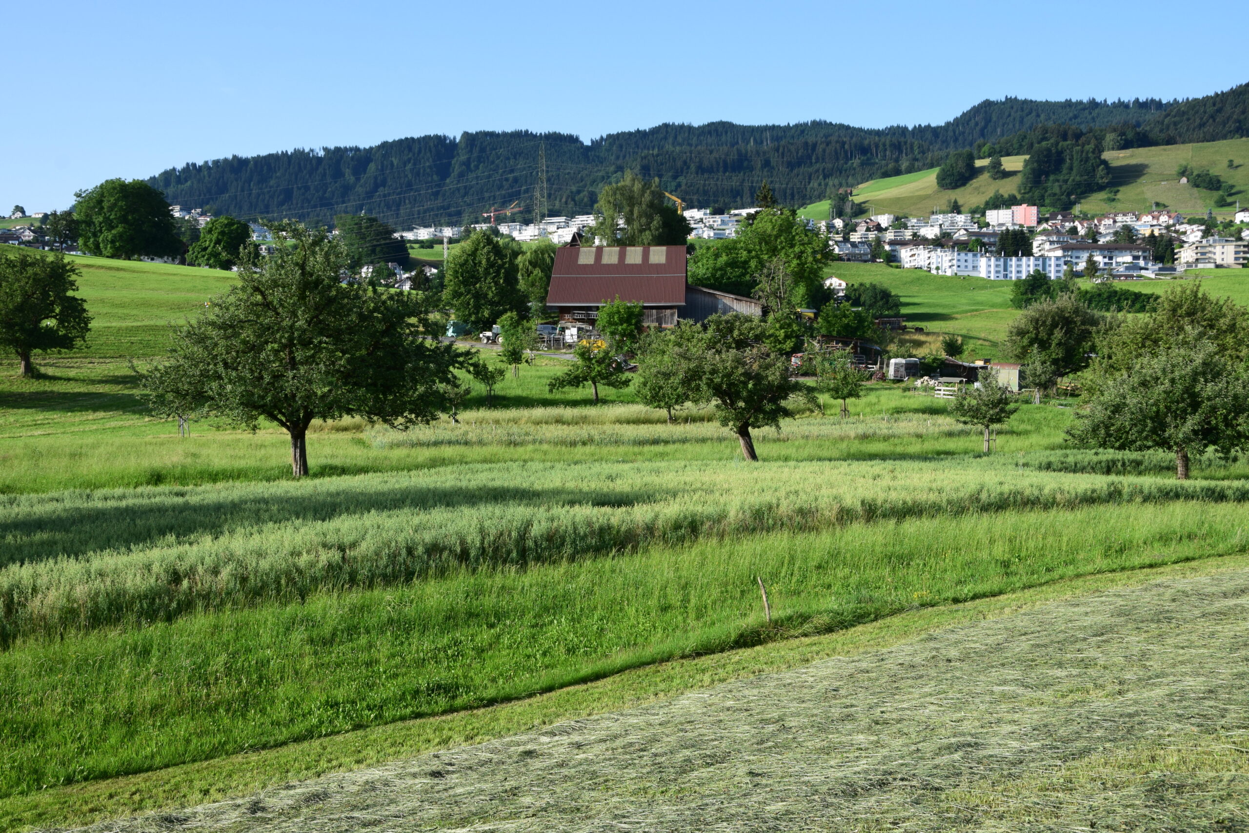 Agroforst in Wollerau